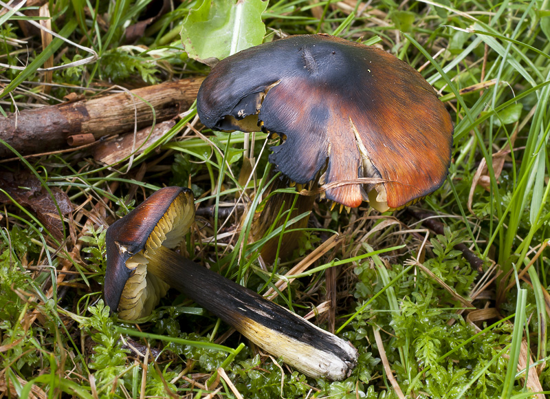 Hygrocybe conica